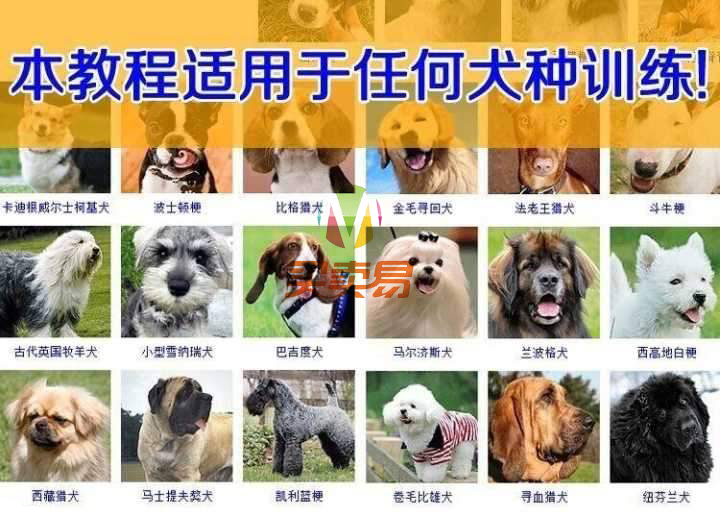 训狗教程:2020训练狗乖乖听人话教程