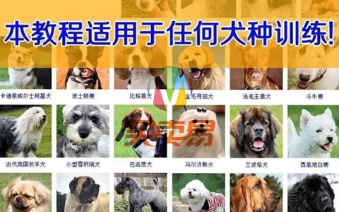 训狗教程:2020训练狗乖乖听人话教程
