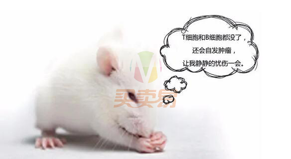 动物模型构建技术汇总免费领取！